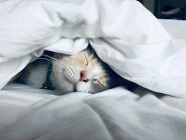 Kat in bed
