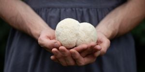 Lion’s mane poeder: van paddenstoel tot supplement