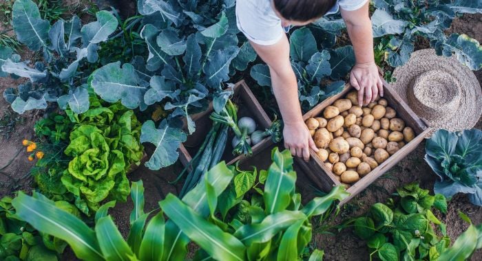 Hoeveel koolhydraten in een aardappel? En is aardappel gezond?