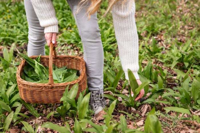 Onkruid in de tuin? Deze 5 onkruiden kun je gewoon eten!