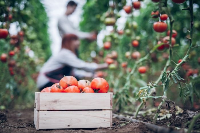 De afname van vruchtbare grond en de invloed op onze voedselproductie