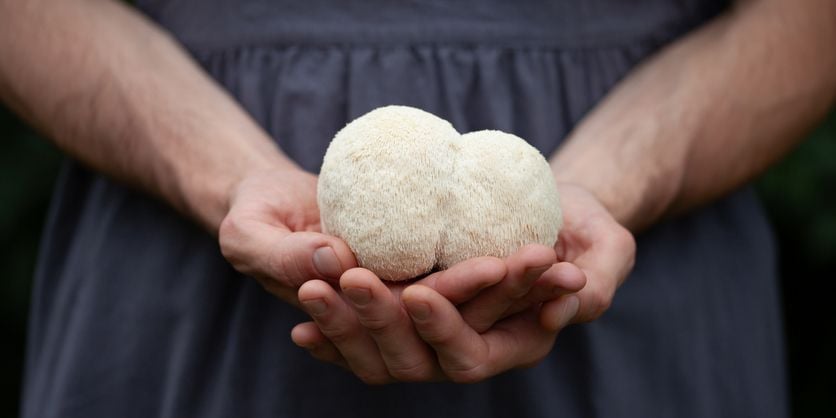 Lion’s mane poeder: van paddenstoel tot supplement