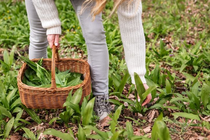 Onkruid in de tuin? Deze 5 onkruiden kun je gewoon eten!