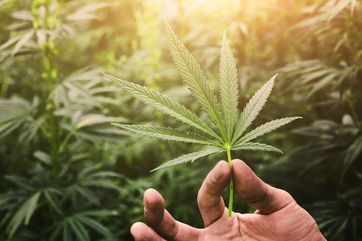 Hennep, cannabis & CBD: wat zijn de verschillen?