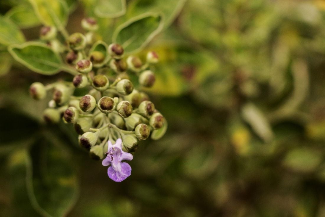 Monnikspeper (Vitex Agnus Castus) kopen? Waar moet je op letten?