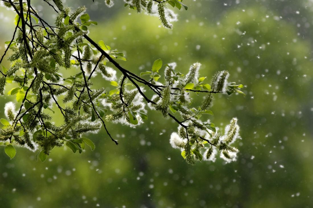 Pollen: wat zijn deze kleine deeltjes in de lucht?