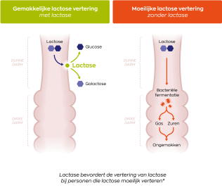Lactase OptiFerm® 3.000 FCC