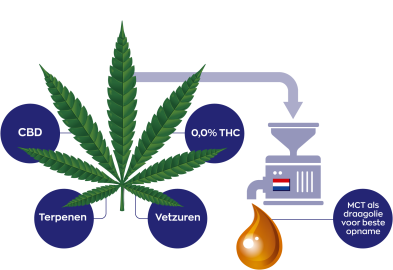 CBD Olie 10% Full spectrum