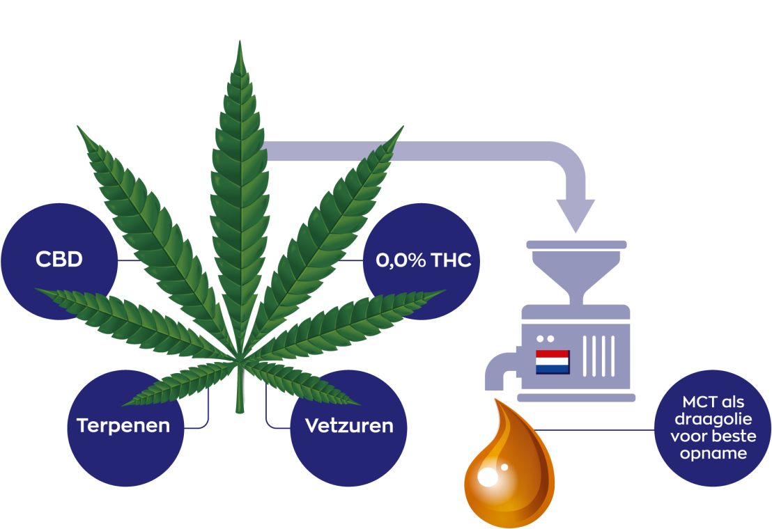 CBD Olie 10% Full spectrum