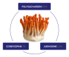 Cordyceps CPA³