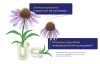 Echinacea² purpurea-angustifolia