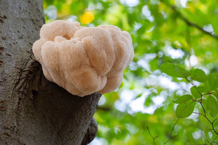 Lion's Mane groeit aan een boom