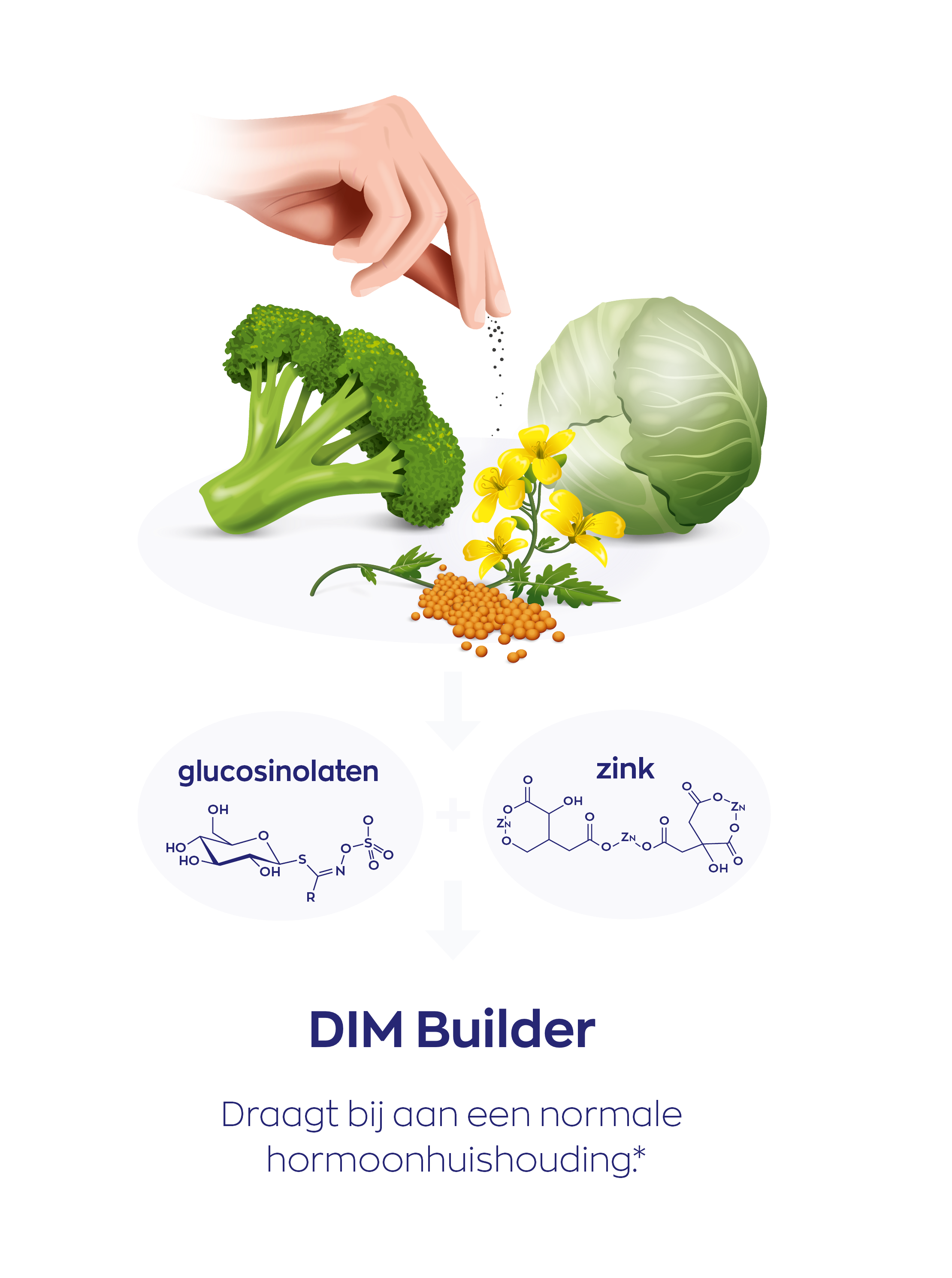 DIM Builder Infographic
