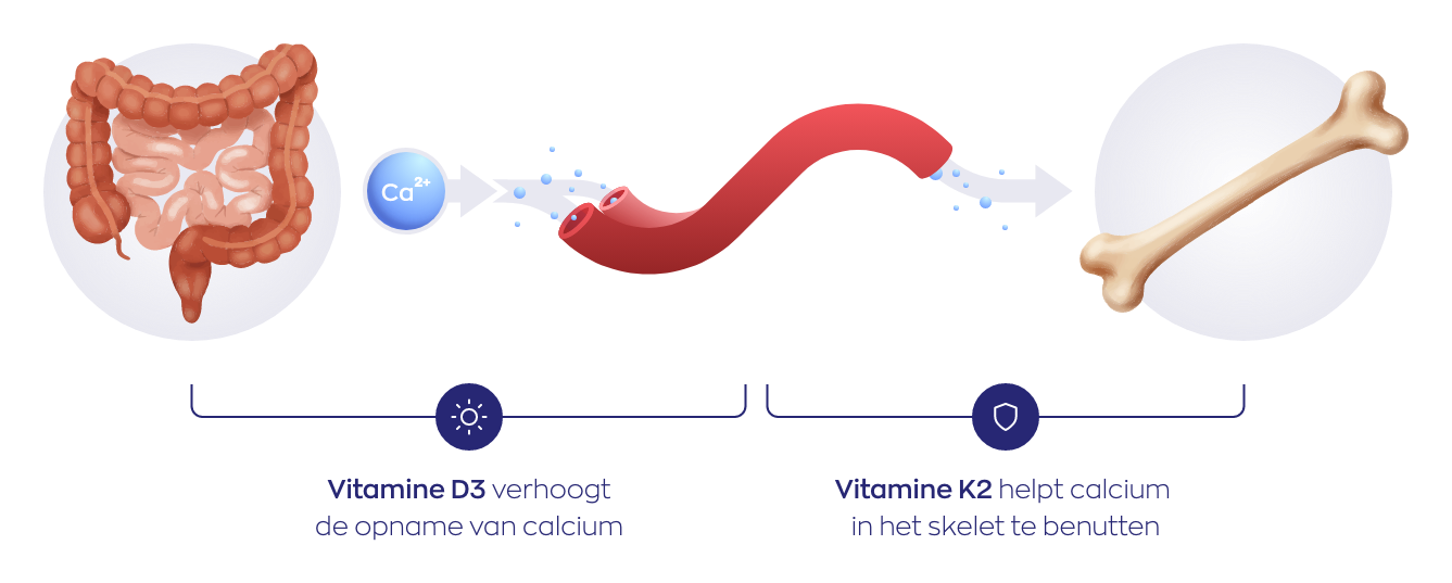 Infographic vitamine D3 & K2 
