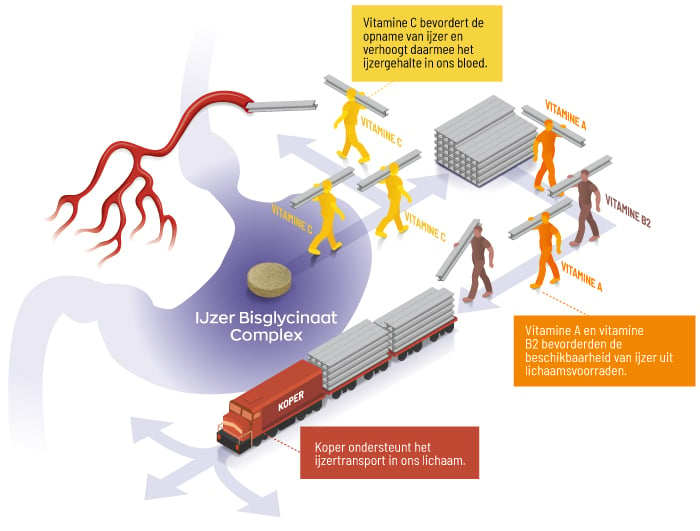 Infographic IJzer-Bisglycinaat-Complex