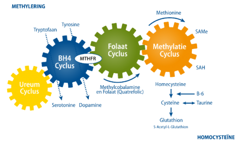 Methylation Cyclus Web