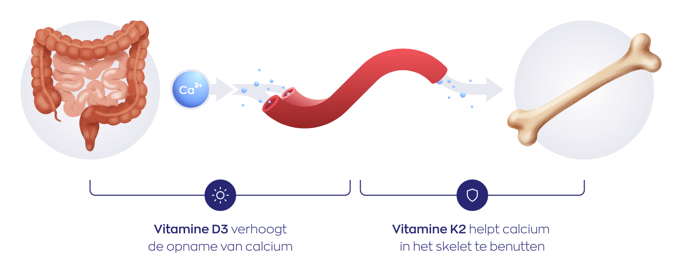 Samenwerking van vitamine D en K in het lichaam
