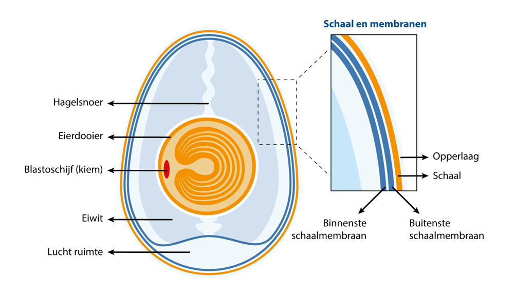 Eierschaalmembraan