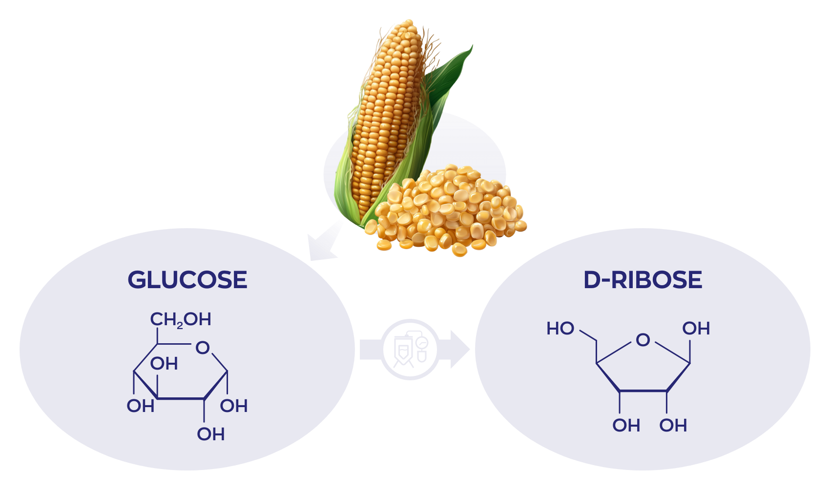 Fermentatie D-Ribose uit glucose