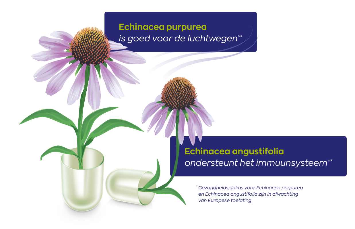 echinacea