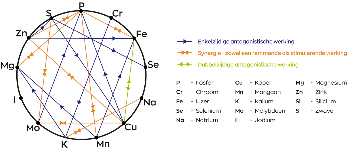 Mineralen interactie