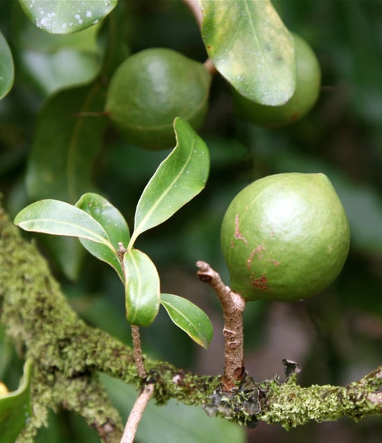 Zijn macadamia noten gezond?