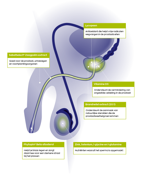 Infographic prostaatformule