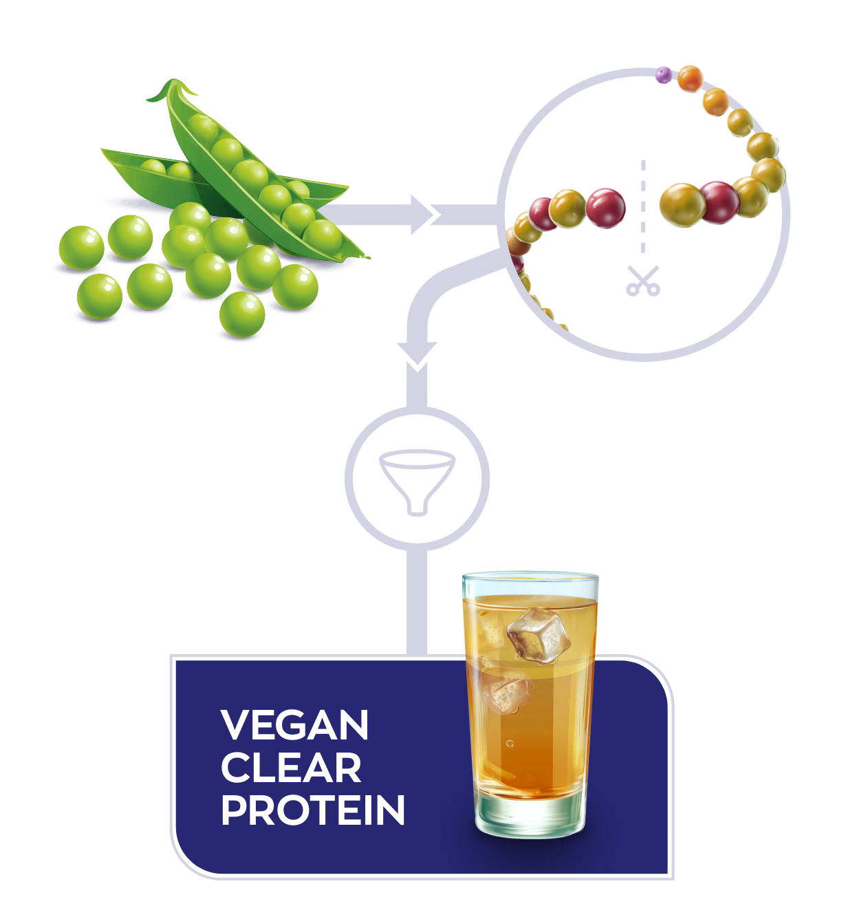 infographic productieproces van Vegan Clear Protein