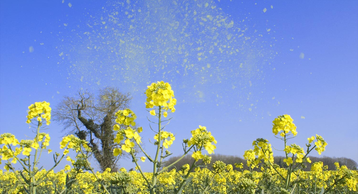 Pollen: wat zijn deze kleine deeltjes in de lucht?