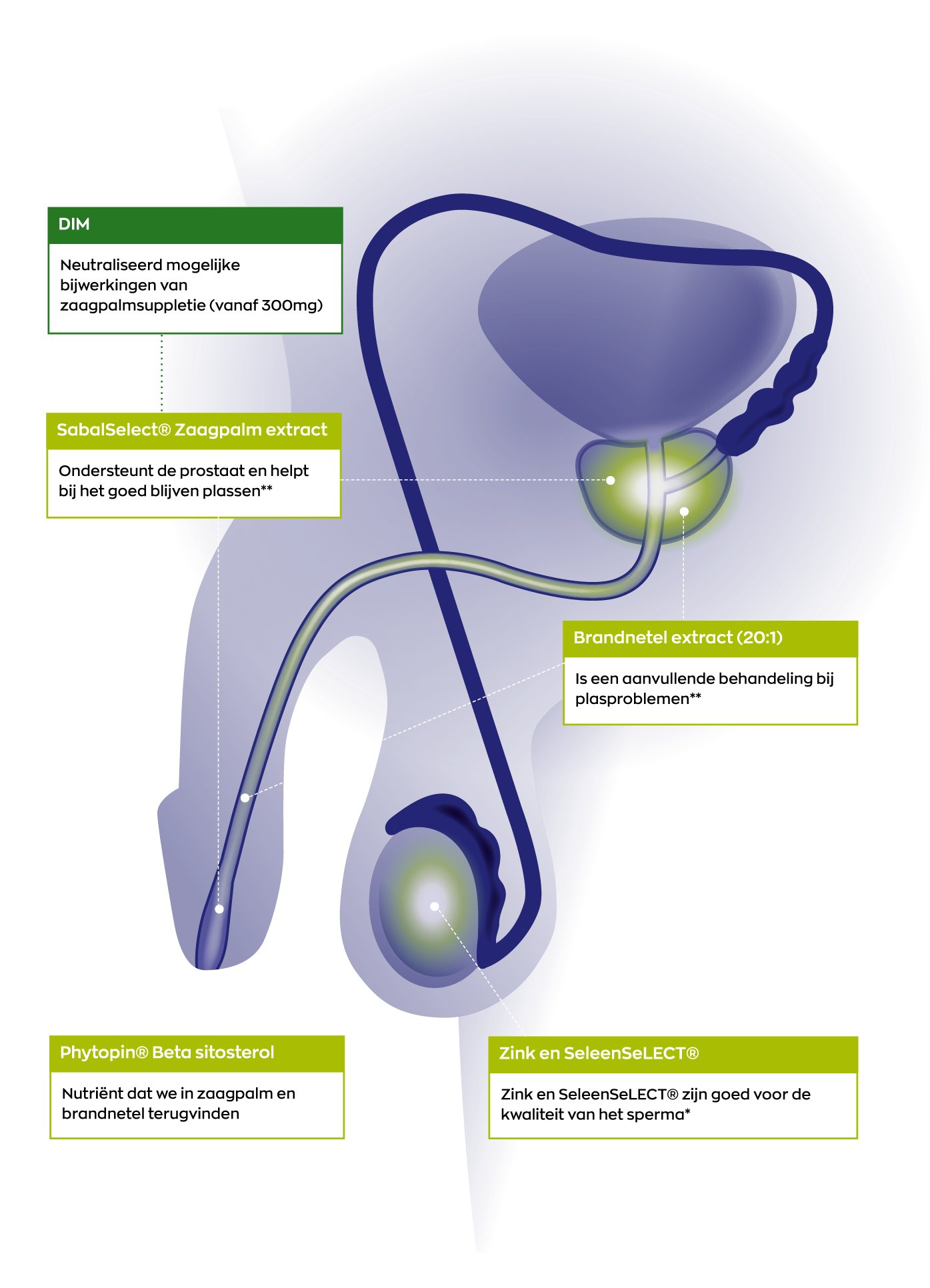 Infographic Prostaat