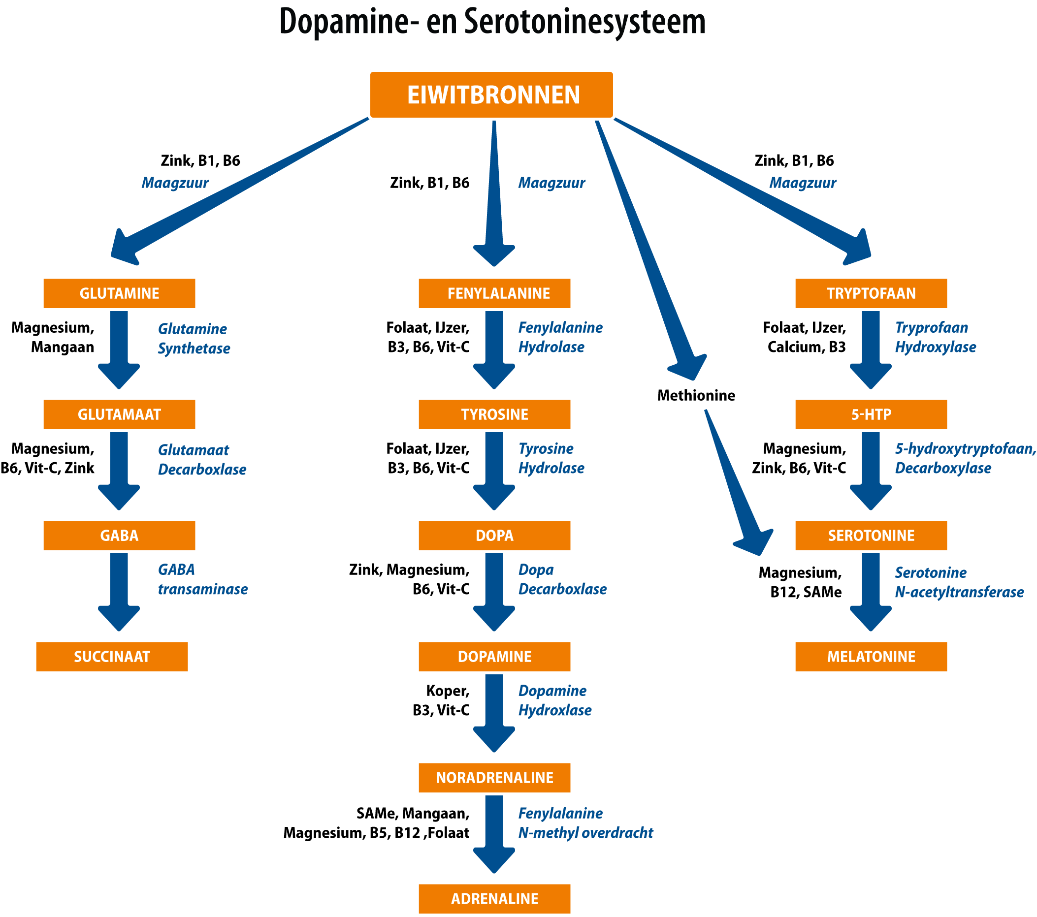 Neurotransmitters: zijn ze in balans?