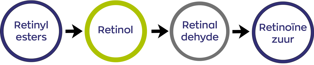 Omzetproces Vitamine A