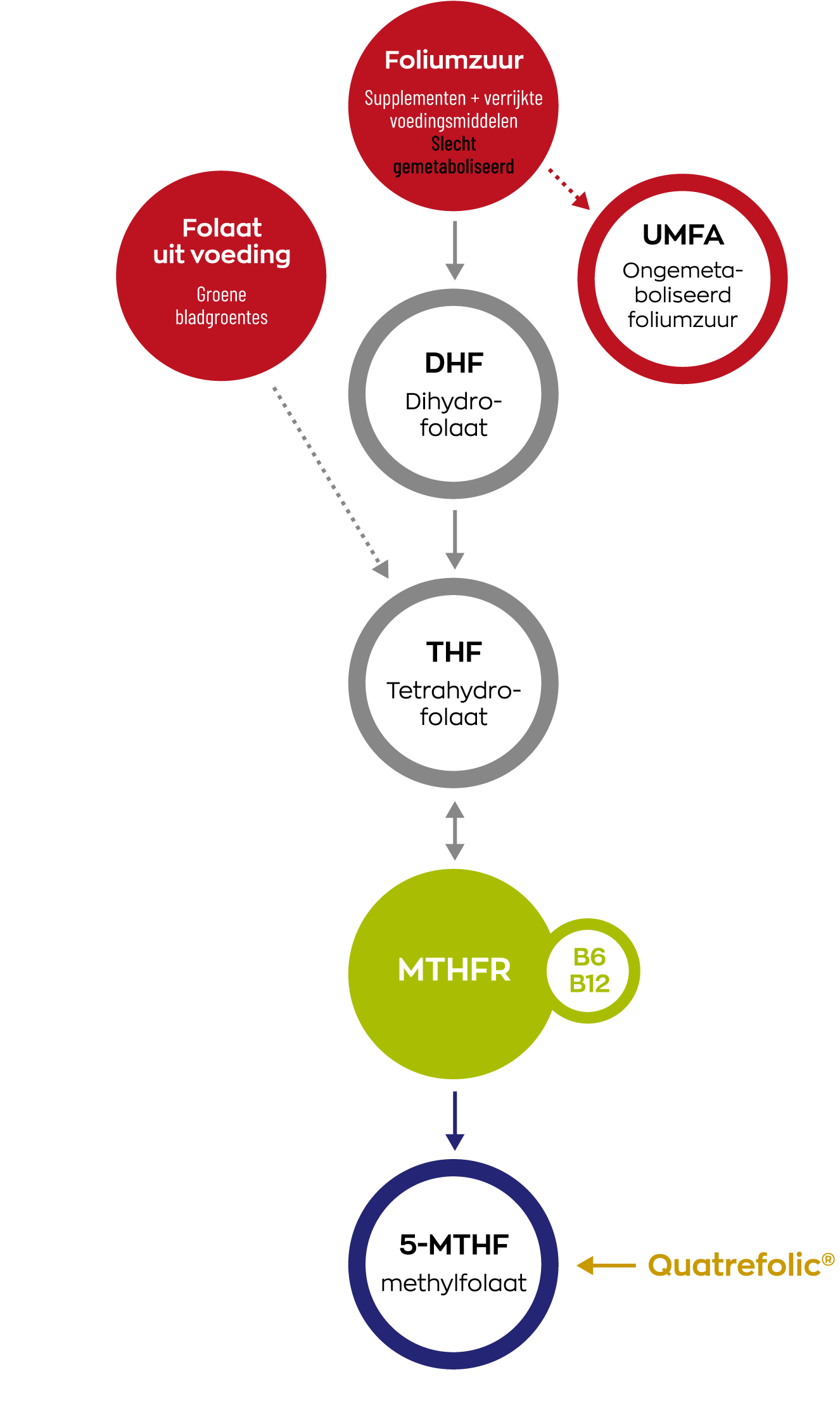 De beste multivitamine vrouw? Waar je op moet letten